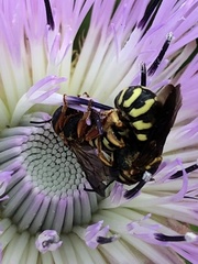 Dianthidium curvatum