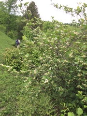 Crataegus acutifolia