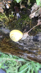 Cepaea nemoralis