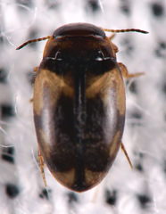 Hydroglyphus geminus