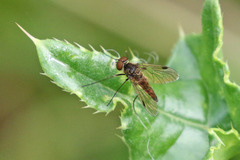 Chrysopilus cristatus