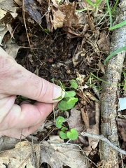 Viola appalachiensis