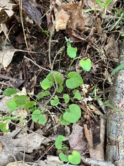 Viola appalachiensis