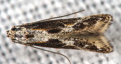 Blastodacna