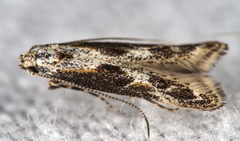 Blastodacna