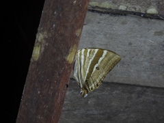 Amathusia
