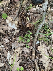 Viola appalachiensis