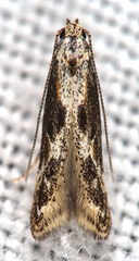 Blastodacna
