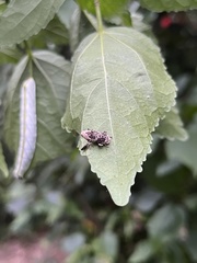 Gasterocercus onizo