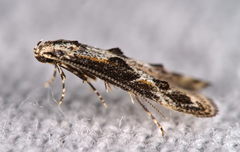 Blastodacna