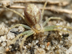 Philodromus albidus
