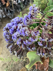 Limonium perezii