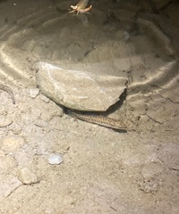 Micropterus treculii