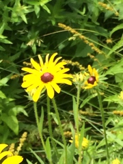 Rudbeckia