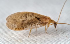 Hemerobius fenestratus