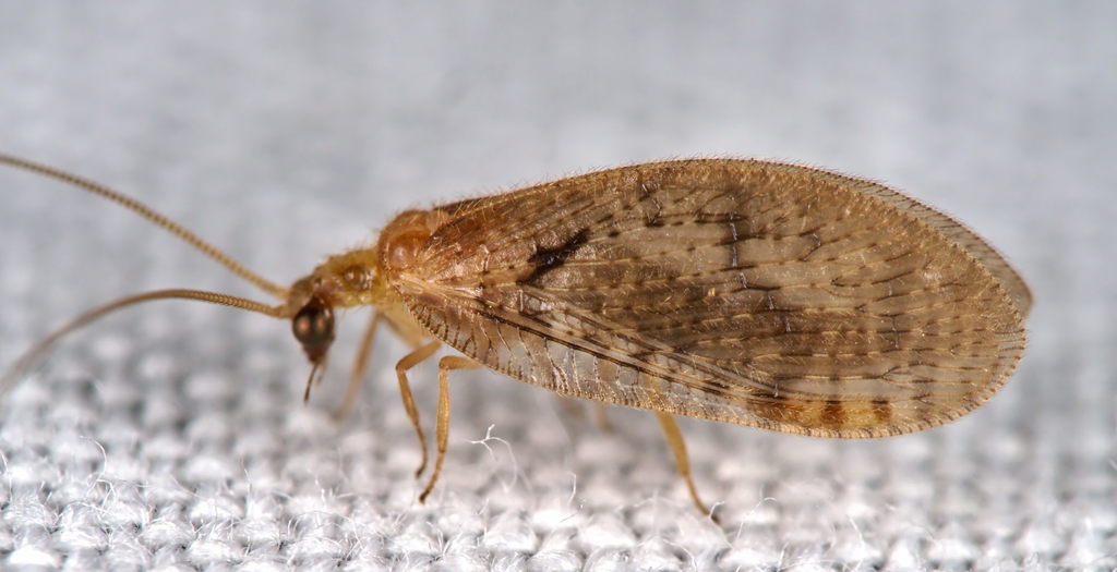 Hemerobius fenestratus
