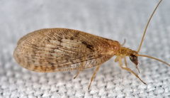 Hemerobius fenestratus