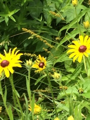 Rudbeckia