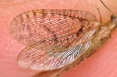 Hemerobius fenestratus