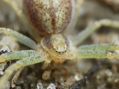 Philodromus albidus