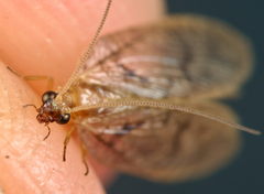 Hemerobius fenestratus