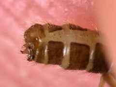 Hemerobius fenestratus