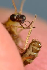 Hemerobius fenestratus