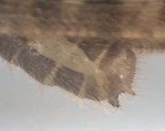 Hemerobius fenestratus