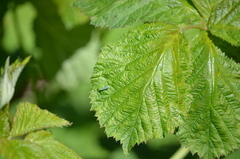 Graphocephala atropunctata