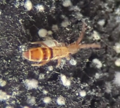 Orchesella ainsliei