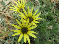 Arctotheca calendula