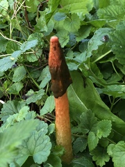 Phallus rubicundus