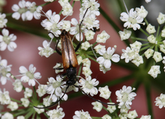 Stenurella melanura