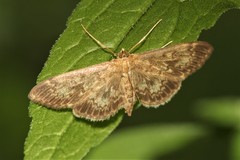 Anania lancealis