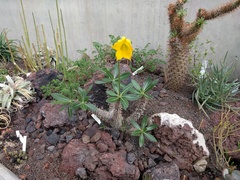 Pachypodium horombense