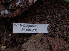 Pachypodium horombense