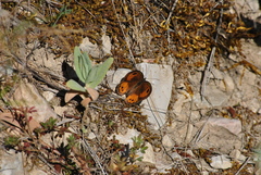 Pyronia bathseba
