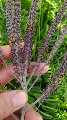 Amorpha paniculata
