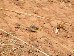 Phanogomphus kurilis