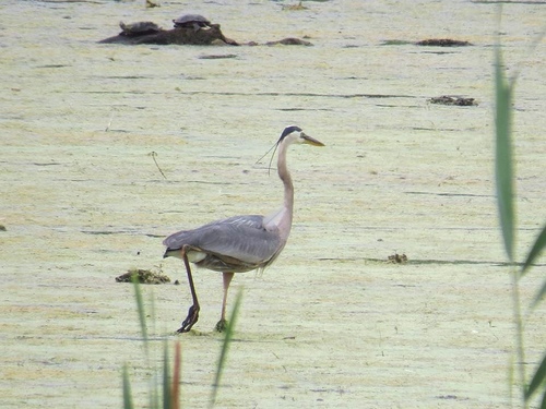 Great Blue Heron photographed in New Jersey
