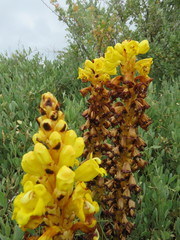 Cistanche phelypaea