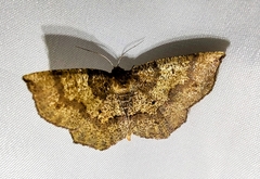 Metarranthis angularia