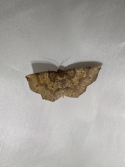 Metarranthis angularia