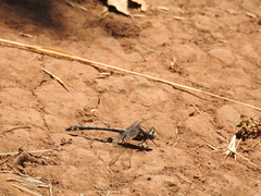 Phanogomphus kurilis