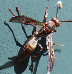 Polistes africanus