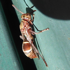 Polistes africanus