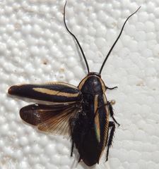 Pseudischnoptera lineata