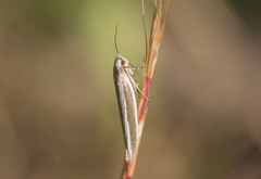Pleurota aristella