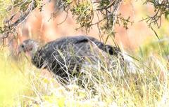 Meleagris gallopavo merriami