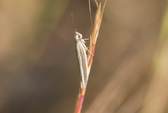 Pleurota aristella
